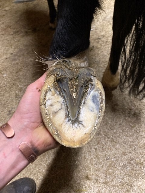 A shod hind hoof