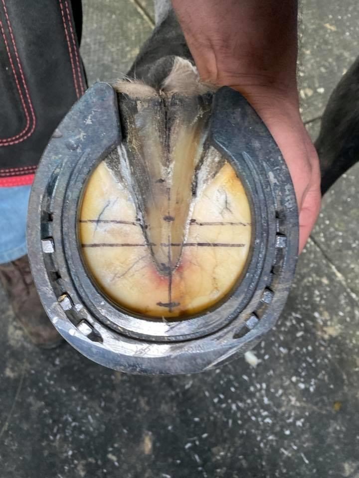 Hoof mapping before corrective shoeing