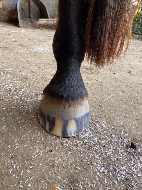 A freshly trimmed hoof